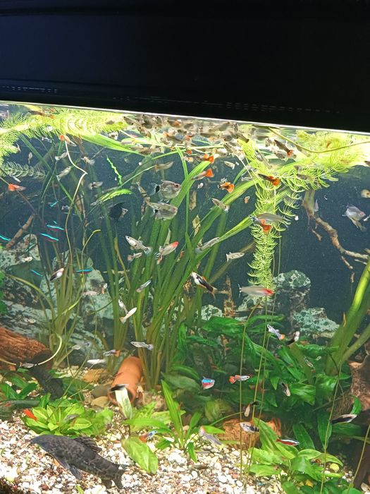 Аквариумные рыбки