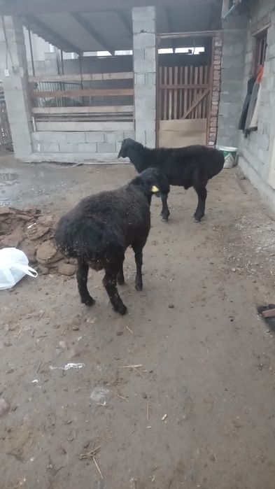 Екі бас тоқты қошқарлар