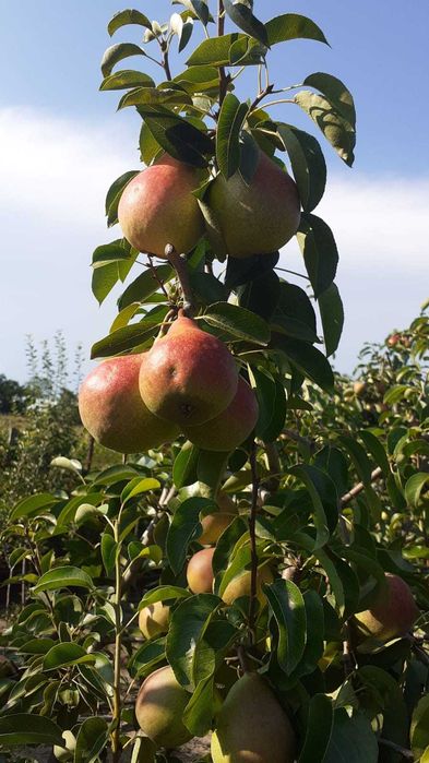 Taieri pomi  fructiferi -curti,gradini