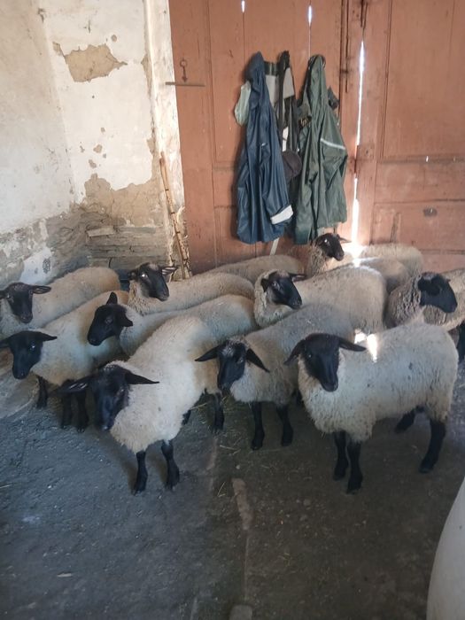 Vand miei suforc