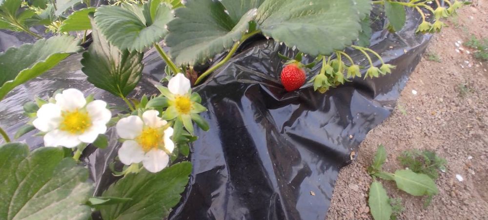 Ховли уй ва теплица сотилади