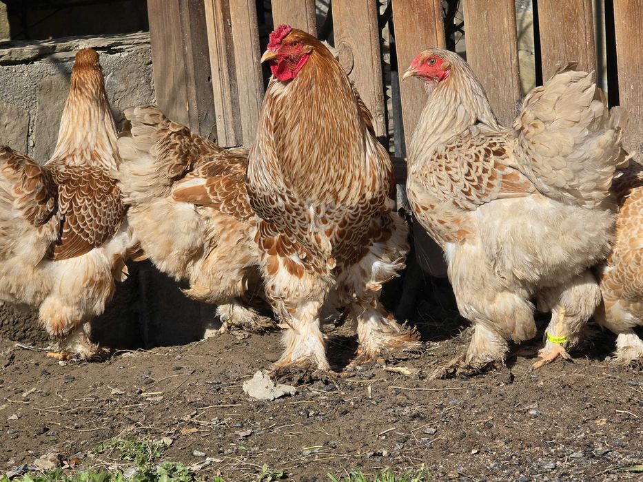 Продавам разплодни яйца от Златно дантелен брама [Buff laced Brahma]