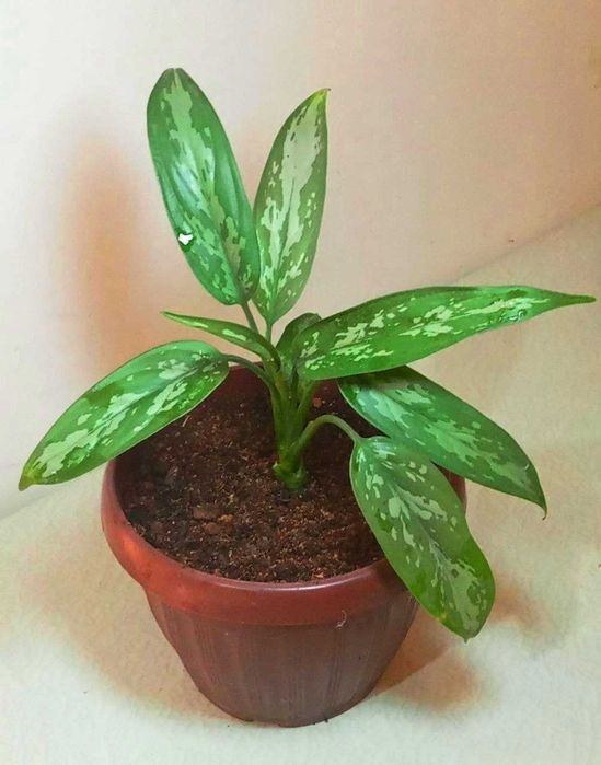 Продам . Аглаонема