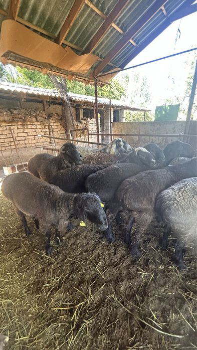 Қошқарлар семіз сатылады