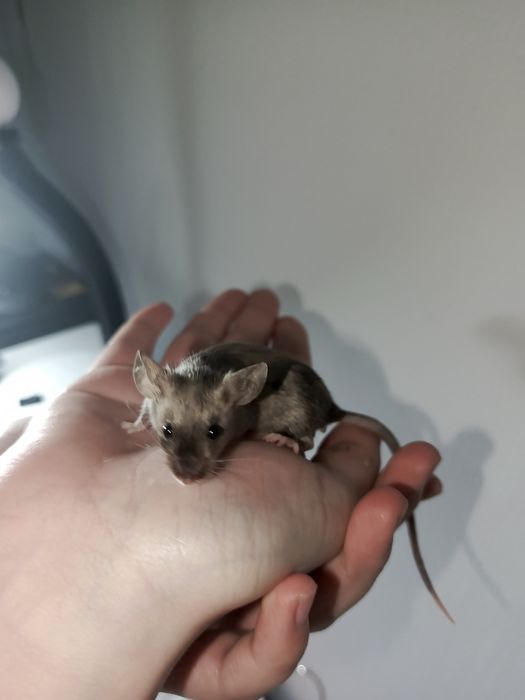 мышь девочка, 2 месяца.