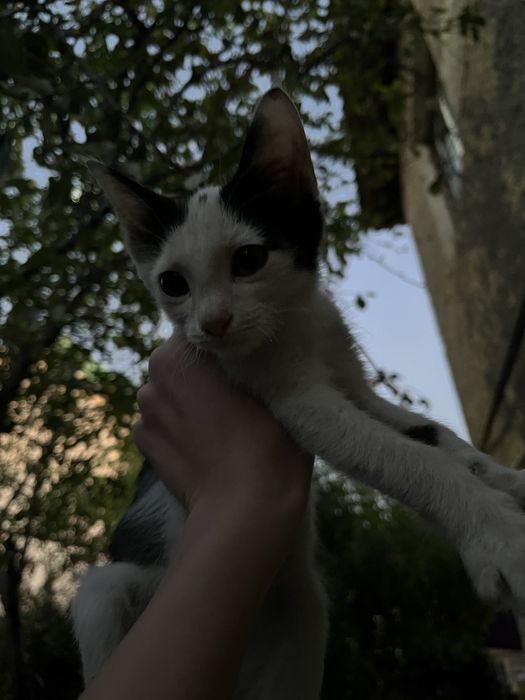 Котенок в добрые руки, мальчик