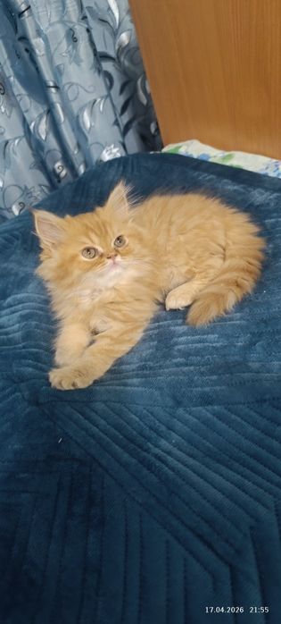 Продам котенка персидского
