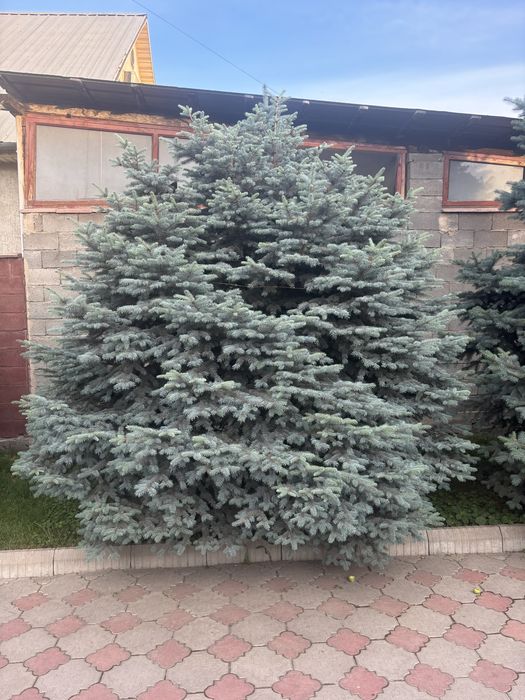 Продам голубые ели