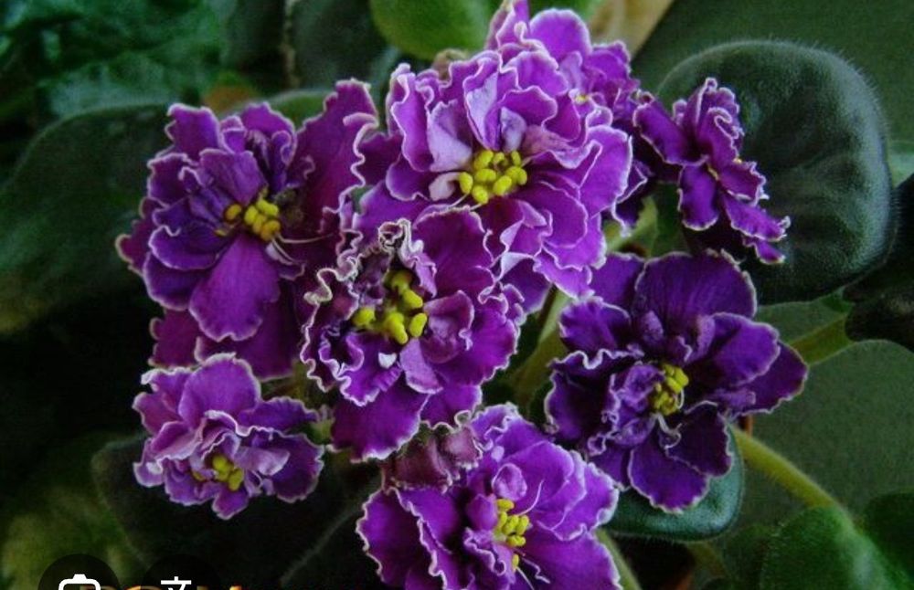 Фиалки, детки и листики