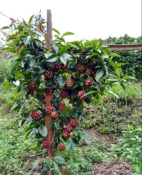 Kadsura cocconie kochatlari sotiladi sovuqga chidamli