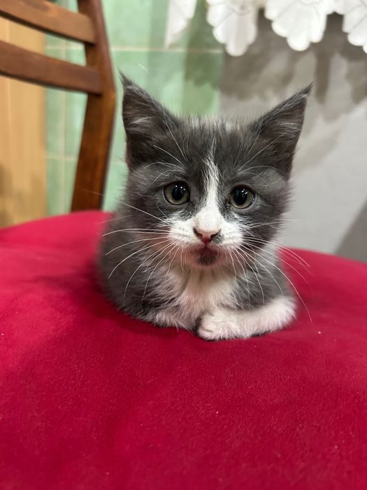 Отдам котят в хорошие руки