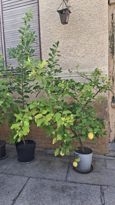 Pomi fructiferi de lămâi roditori