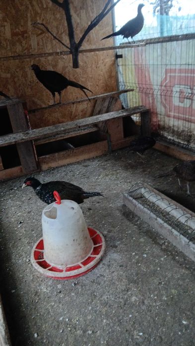 Fazani diferite rase