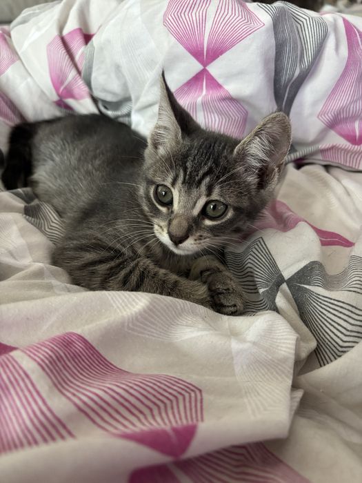 pui de pisici dau spre adoptie