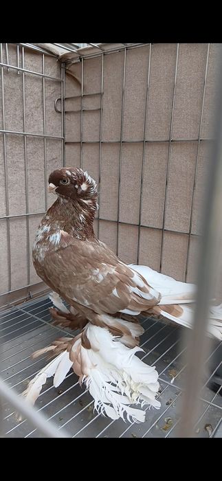 Продаётся гульбадам.