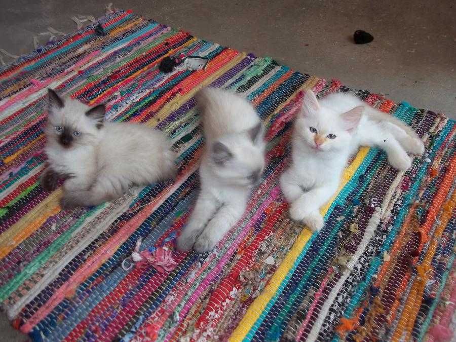 Невска маскарадна котка Neva Masquerade