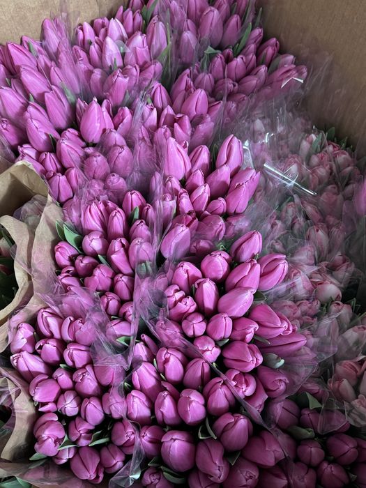 Тюльпаны предзаказы