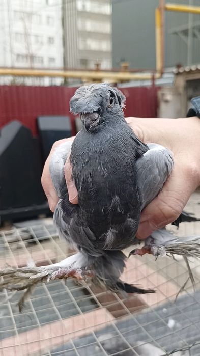 Голуби ронтовые молодежь