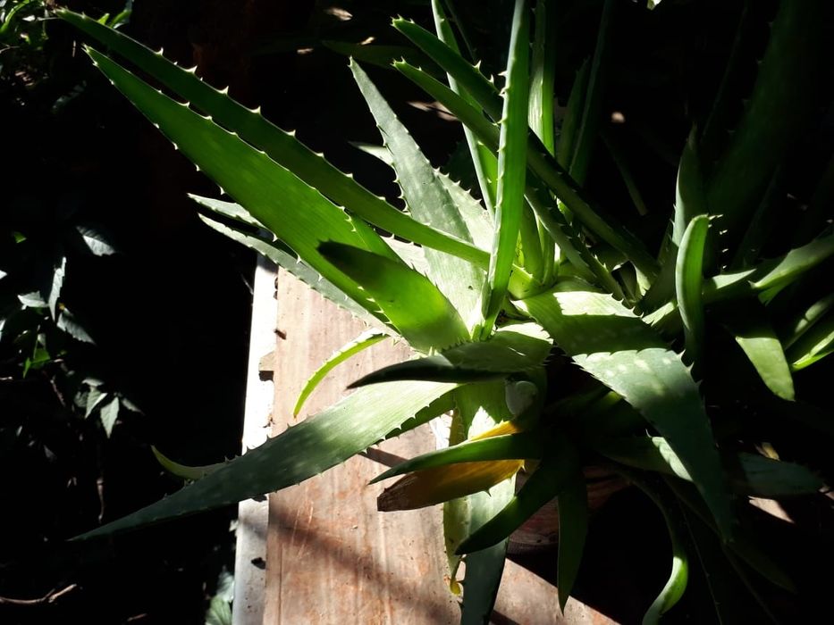 Продаю домашнее Алоэ Вера