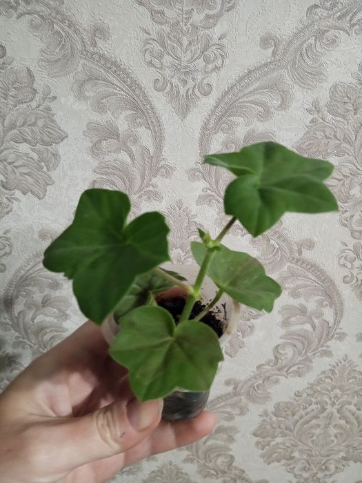 Плющелистная sweet Candi