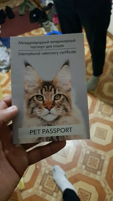 Продам Кошку Бенгальского