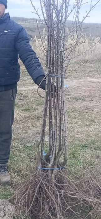 Nuc Chandler Aluni Cais Castan Mar Par Piersic Aronia Visin Kaki Rodiu