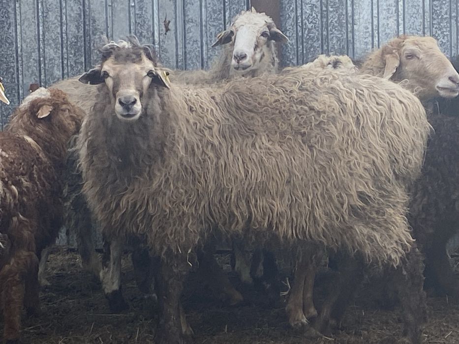 Продам баранов продам
