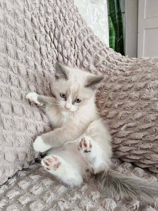 Отдам котёнка в хорошие руки