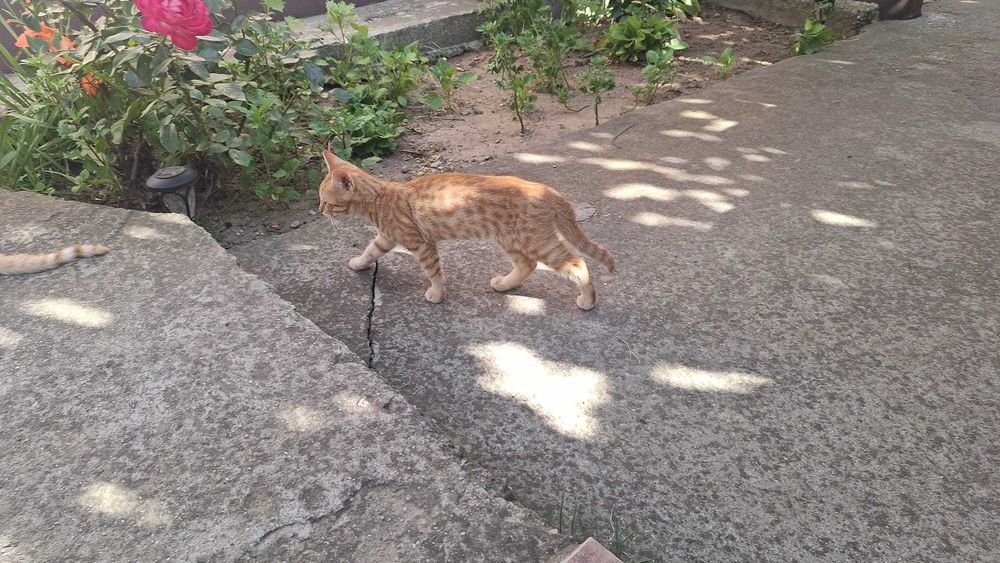 Ofer spre adopție 2 pisicuțe de 3 luni