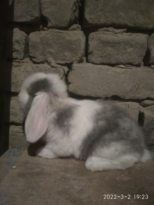 Французский баран