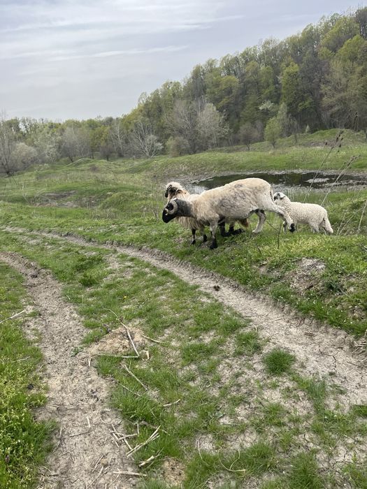 Vand noatini si berbeci
