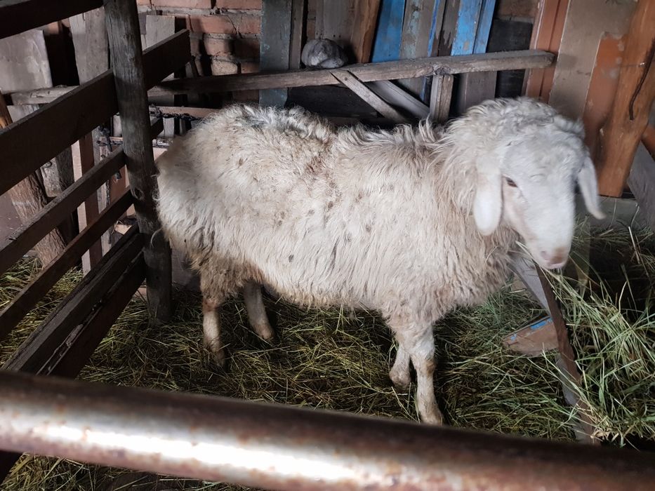 Тоқты тоқты тоқты