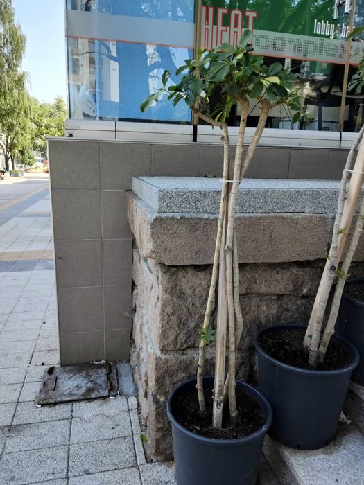 Продавам Шефлера / Schefflera 10 годишна, 170 см. височина, 10 броя