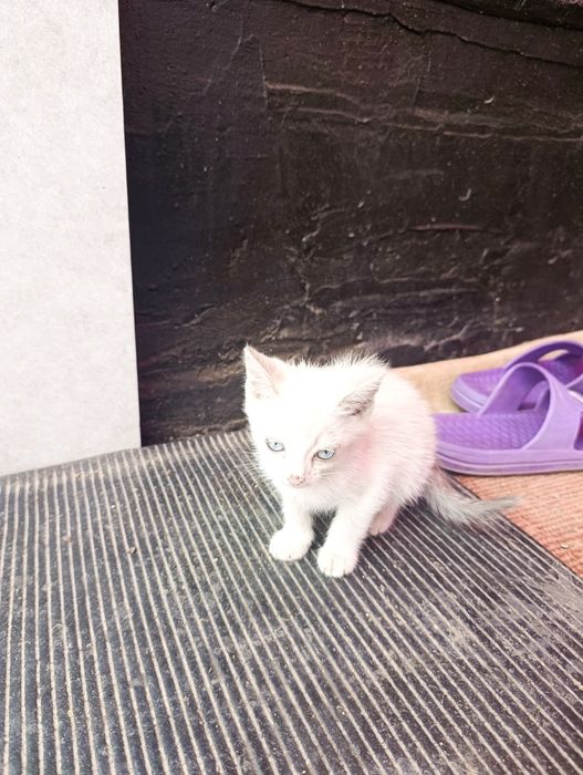 Отдам красивых котят