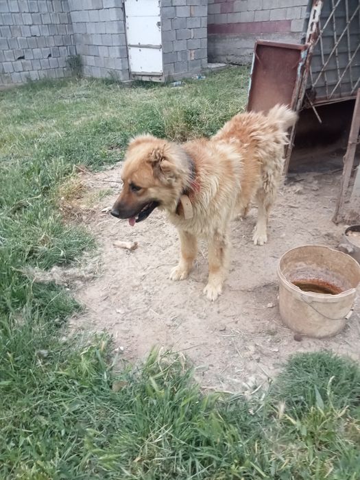 Бесплатно собака