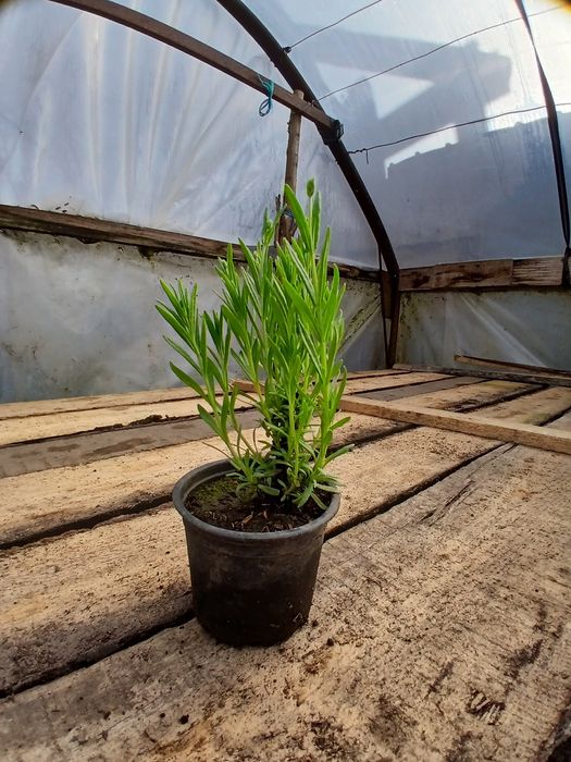Lavanda de vânzare