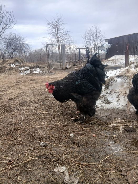 Петух чёрного брама