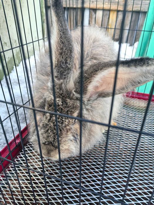 Большой    кролик