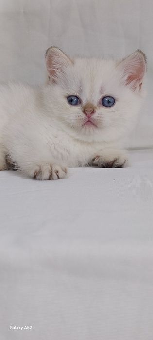 Продаётся  котята  разные маленьки и девочки уже  кушают  самостоятель