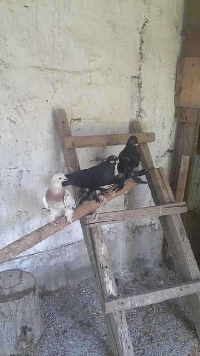 Голуби продаётся