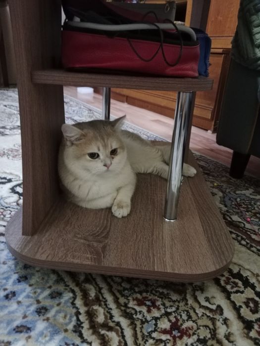 Вязка  Шотландский  Скотиш Страйд.