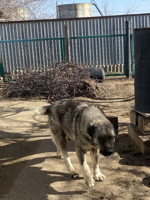 Алабай күшіктері сатылады