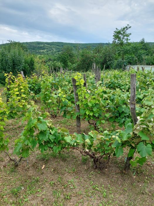 Casă de vânzare 2 camere-Hilița-Costuleni