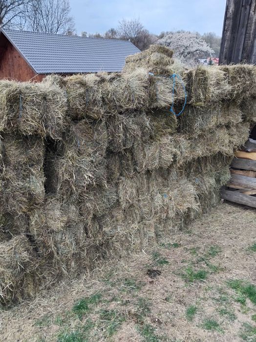 Fan de vanzare din 2025