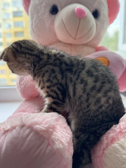Продам котенка с необычным окрасом