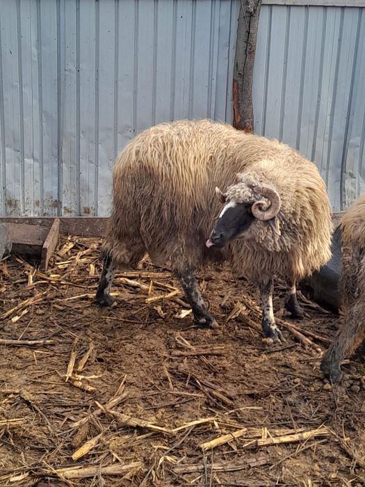 Vând berbec cărăbaș 3 ani