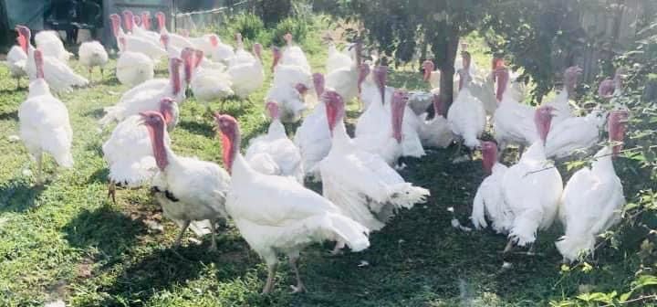 Vindem curcani tinuti in aer liber si hraniti cu uruiala