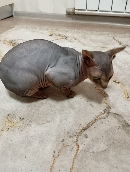 Канадский сфинкс вязка