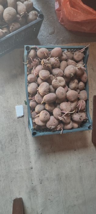 Картошка на семена