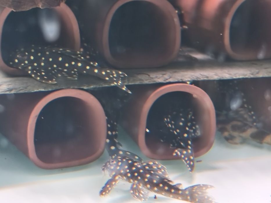 Налични полово зрели риби